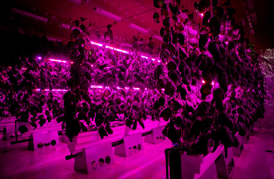green lab with pink lights