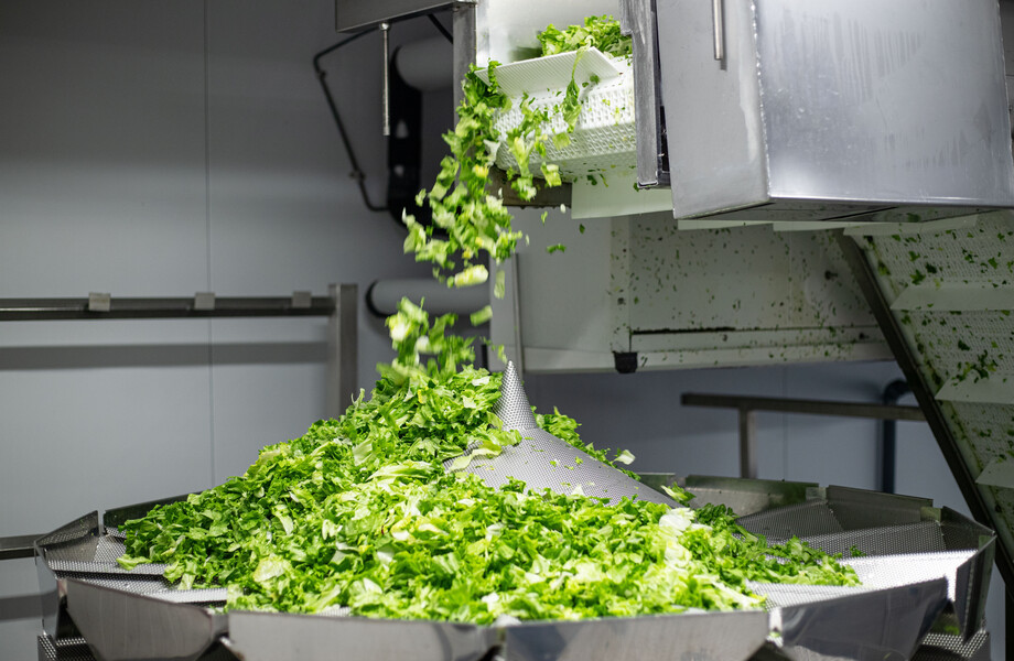 salad lettuce production